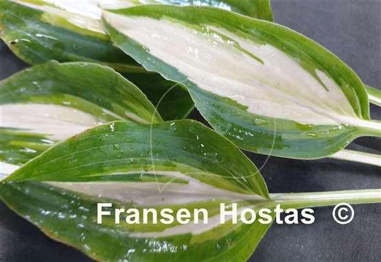 Hosta Dressed to Kill