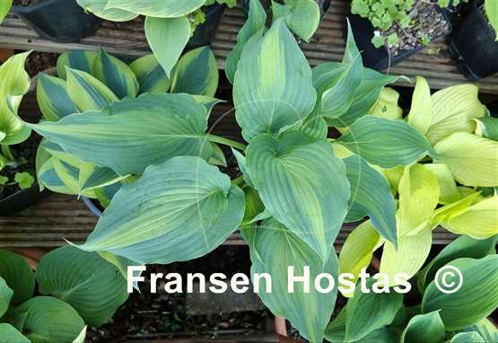Hosta Dressed to Kill