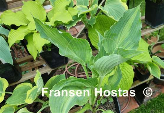 Hosta Dressed to Kill
