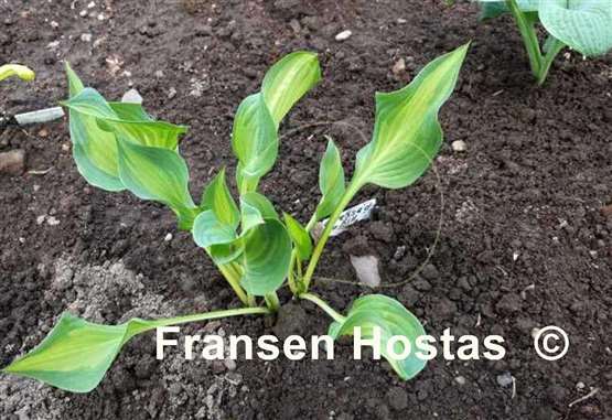 Hosta Dressed to Kill