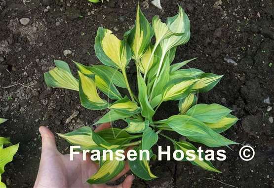 Hosta Dressed to Kill