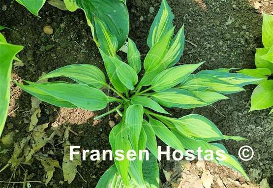 Hosta Dressed to Kill