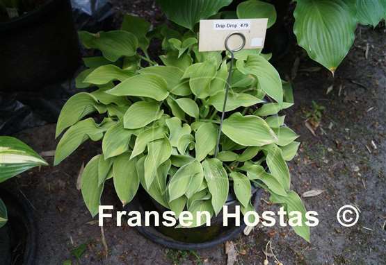 Hosta Drip Drop