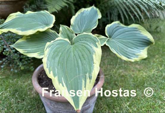 Hosta Drop-dead Gorgeous