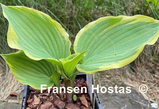 Hosta Drop-dead Gorgeous