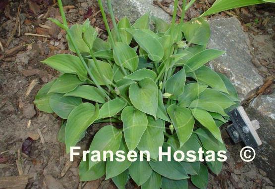 Hosta Drummer Boy