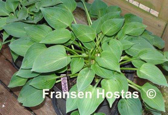 Hosta Drummer Boy