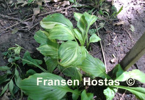 Hosta Dubuque Sweet Standard
