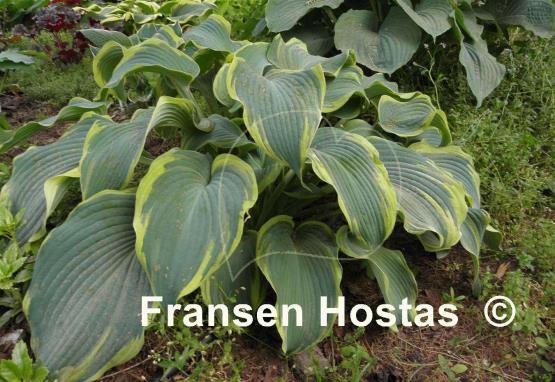 Hosta Duke of Cornwall