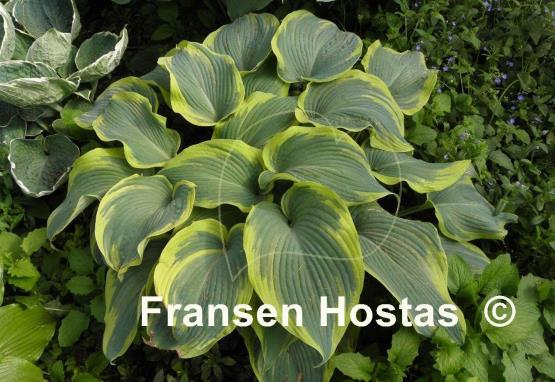 Hosta Duke of Cornwall