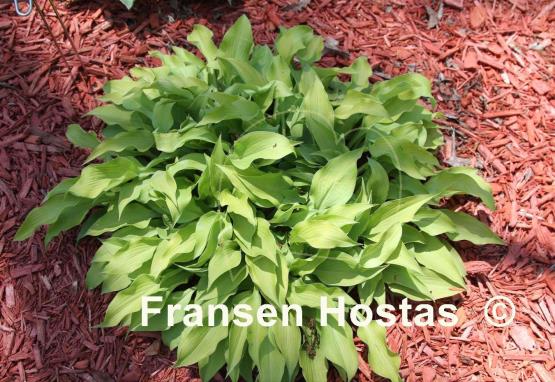 Hosta Dumb Blonde