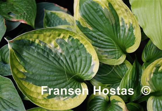 Hosta Dust Devil