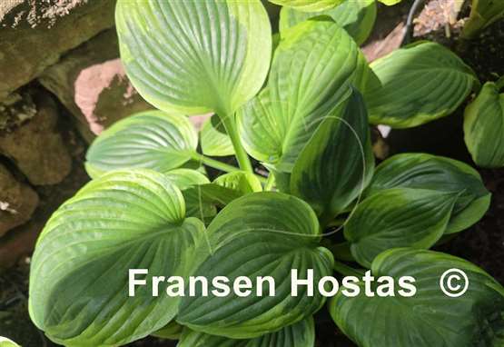 Hosta Dust Devil