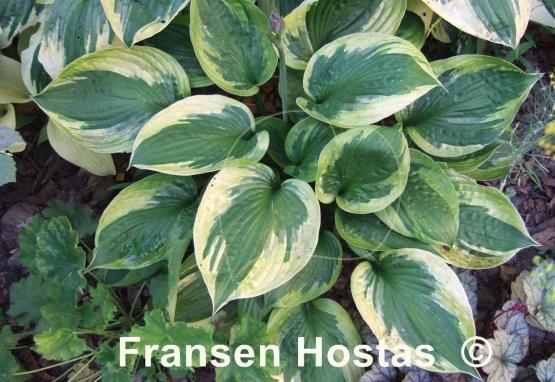 Hosta Dust Devil