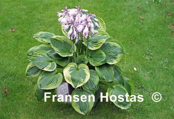 Hosta Dust Devil
