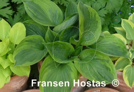 Hosta Dust Devil
