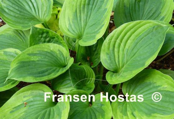 Hosta Dust Devil