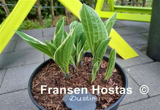 Hosta Dustin