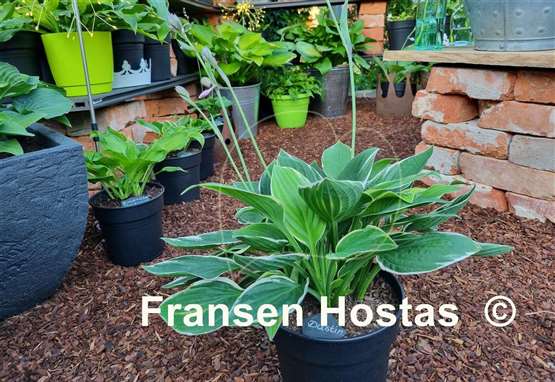 Hosta Dustin