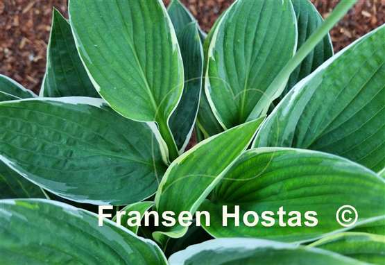 Hosta Dustin