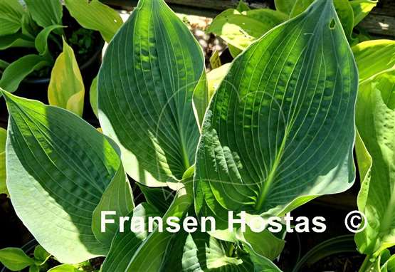 Hosta Dusty Waters