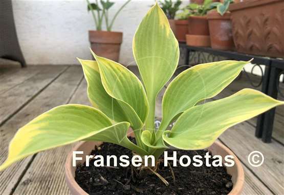 Hosta Dutch Flame