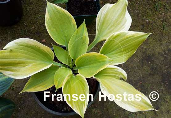 Hosta Dutch Flame