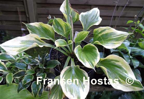 Hosta Dutch Flame