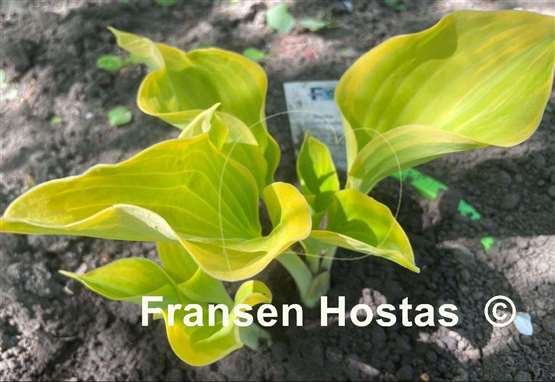 Hosta Dutch Flame