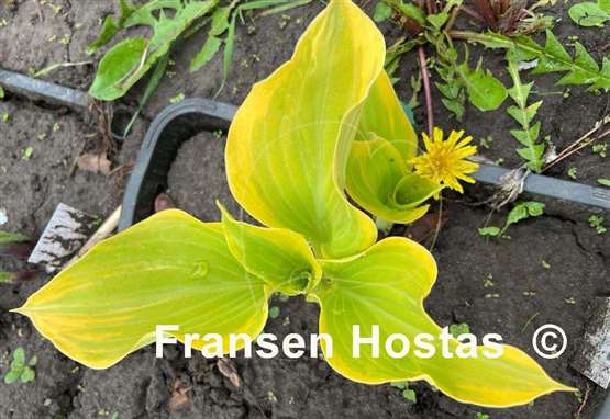 Hosta Dutch Flame