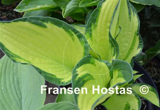 Hosta Dylan's Dilly