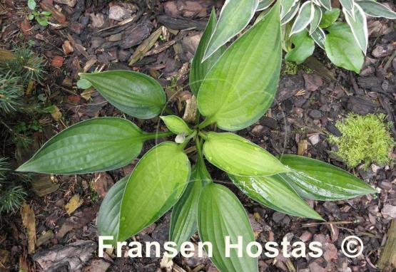 Hosta Dylan's Dilly