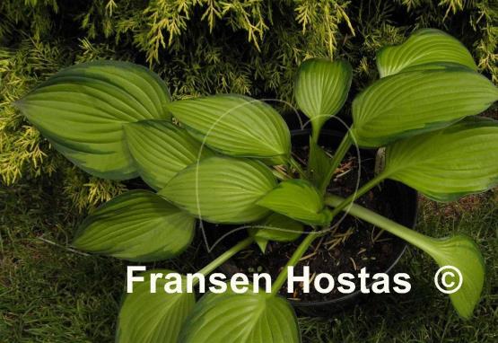 Hosta Dylan's Dilly