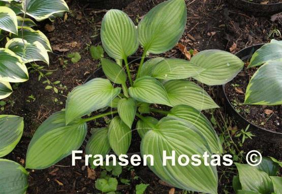 Hosta Dylan's Dilly