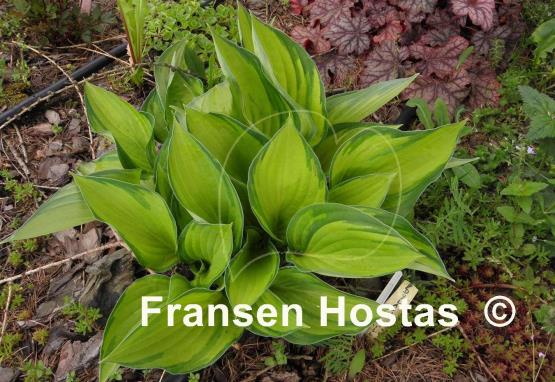 Hosta Dylan's Dilly