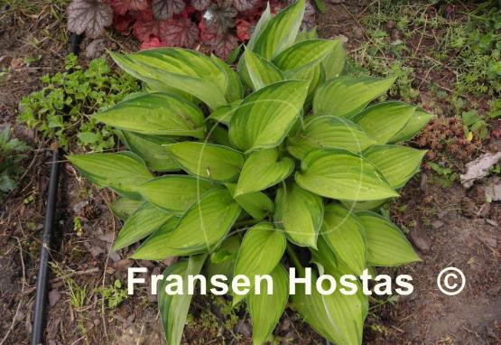 Hosta Dylan's Dilly