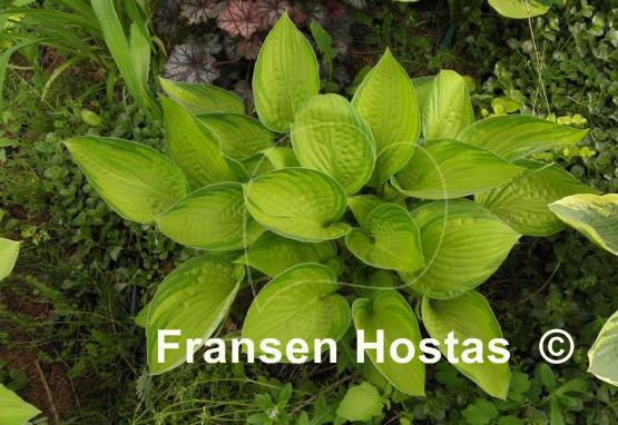 Hosta Dylan's Dilly