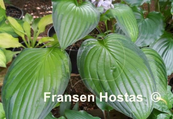 Hosta Dylan's Dilly