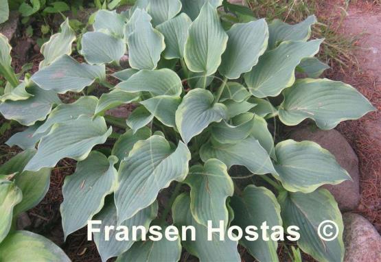 Hosta Déjà Blu