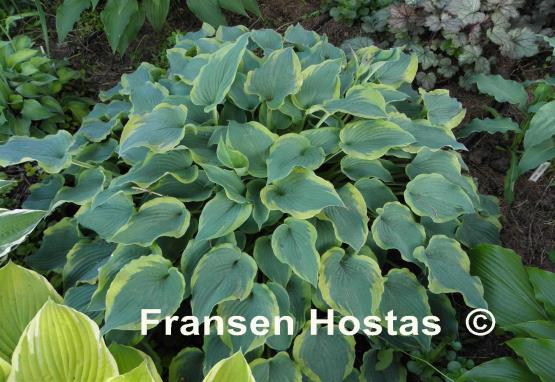 Hosta Déjà Blu