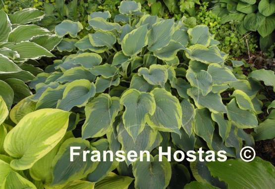 Hosta Déjà Blu