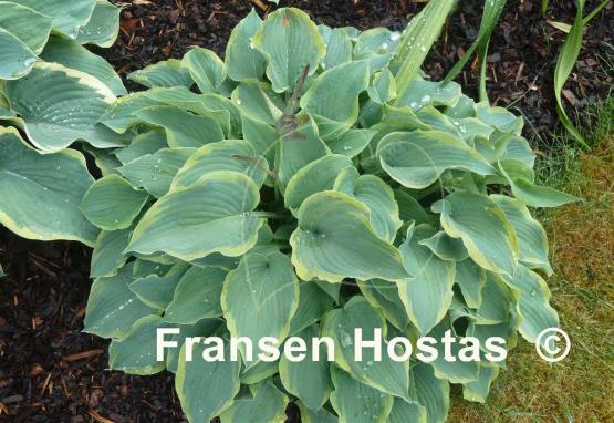 Hosta Déjà Blu