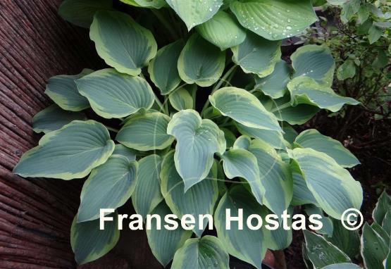 Hosta Déjà Blu
