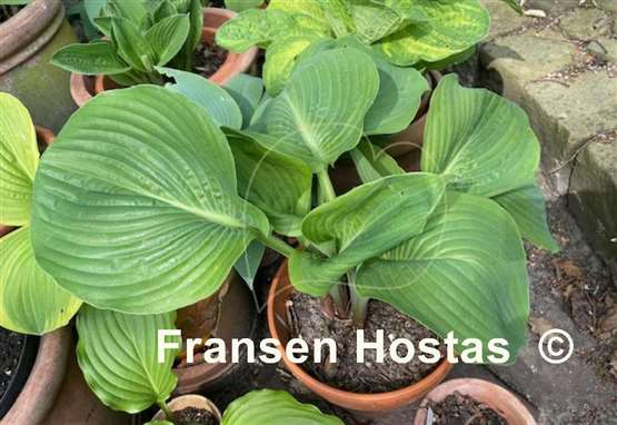 Hosta domaine de courson