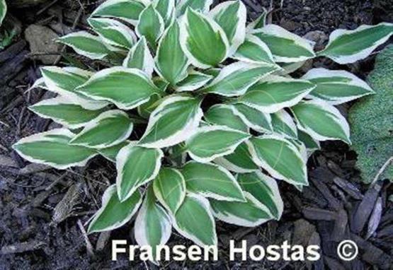 Hosta Daisy Doolittle