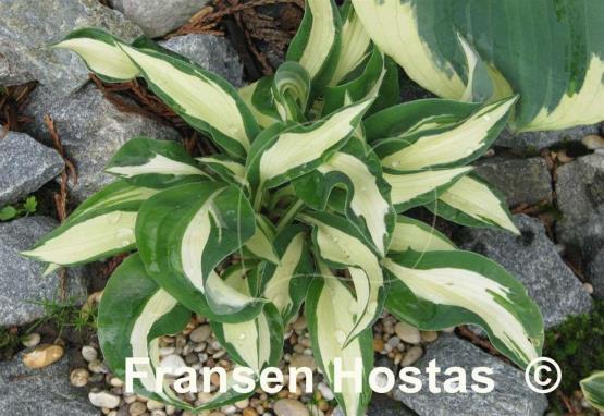 Hosta Dancing in the Rain