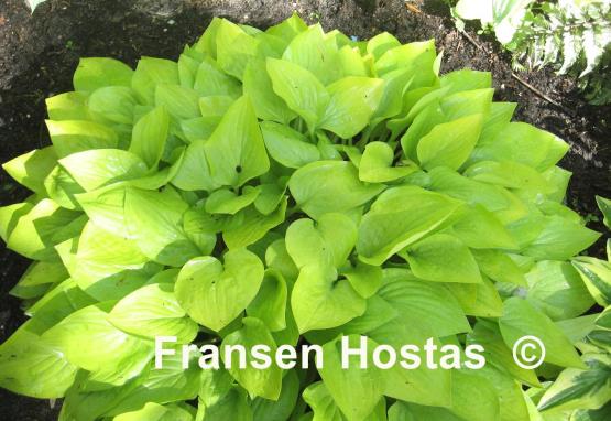 Hosta Dawn