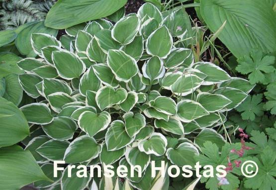 Hosta Diamond Tiara