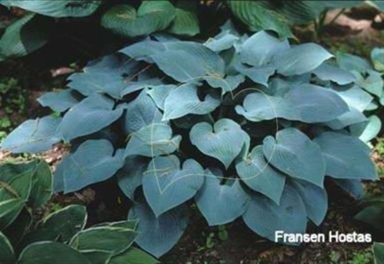 Hosta Dorset Flair