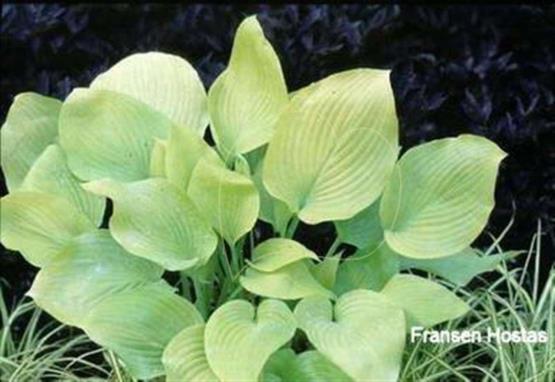 Hosta Drawn Butter